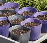 芝桜の増やし方 - 挿し芽 -容器