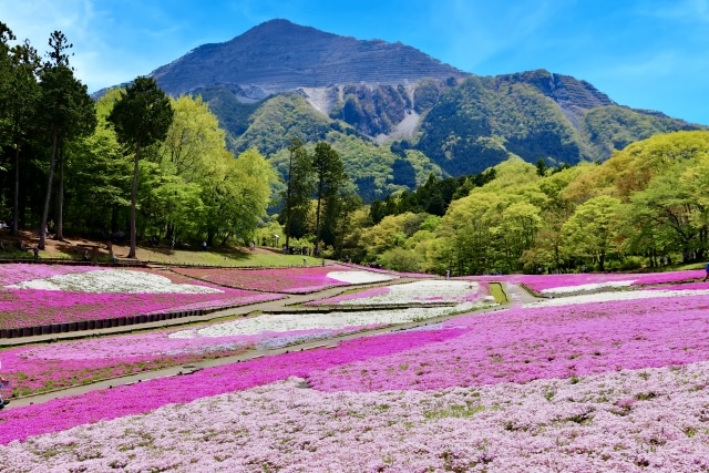 芝桜に向いている場所