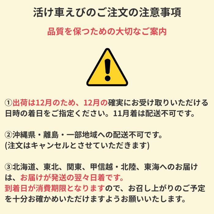 消費期限：発送日より3日※】【出荷時期：12月】【送料無料】活け車えび