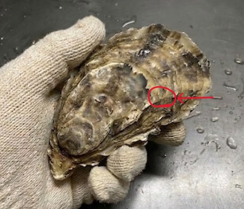 貝柱の位置を確認