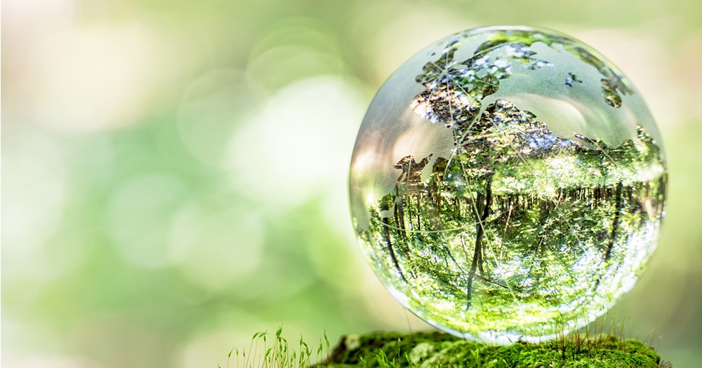 針葉樹イメージ