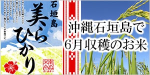 美らひかり