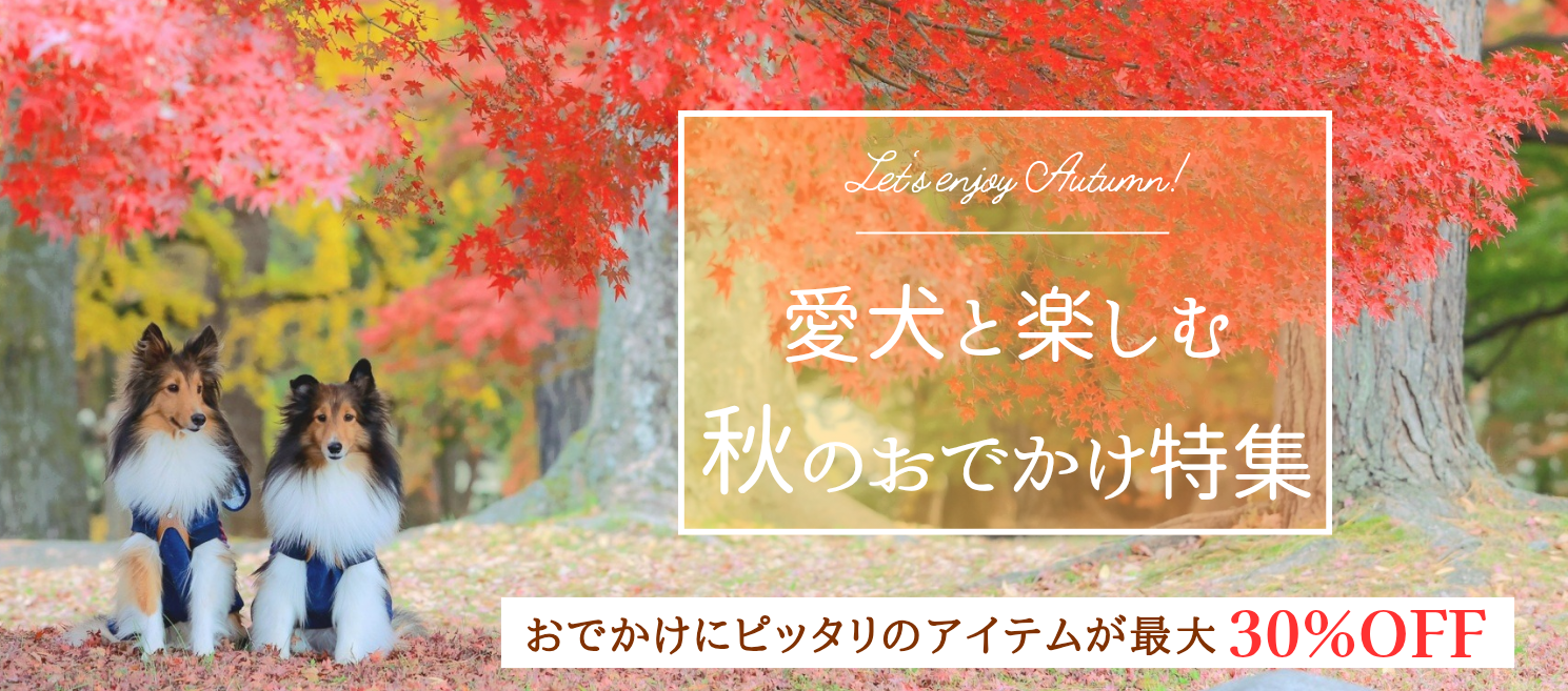 秋のおでかけ特集