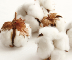 オーガニックコットンの綿イメージ