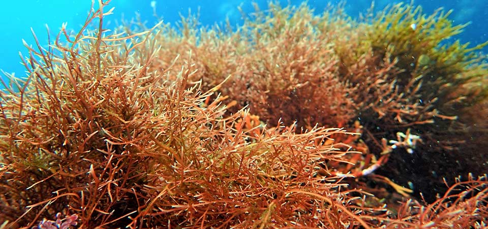 海藻 の 天草