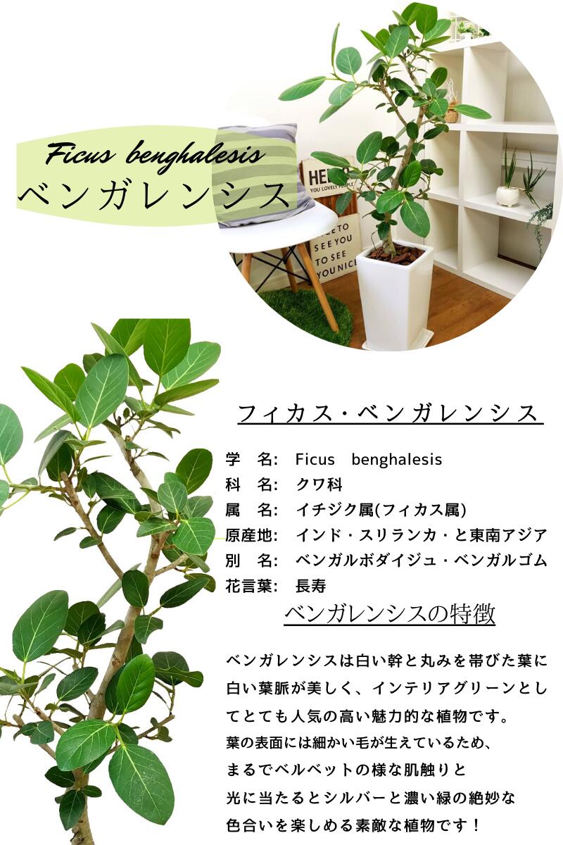 観葉植物 大型 ゴムの木 フィカス ベンガレンシス 10号鉢 175cm 幹太
