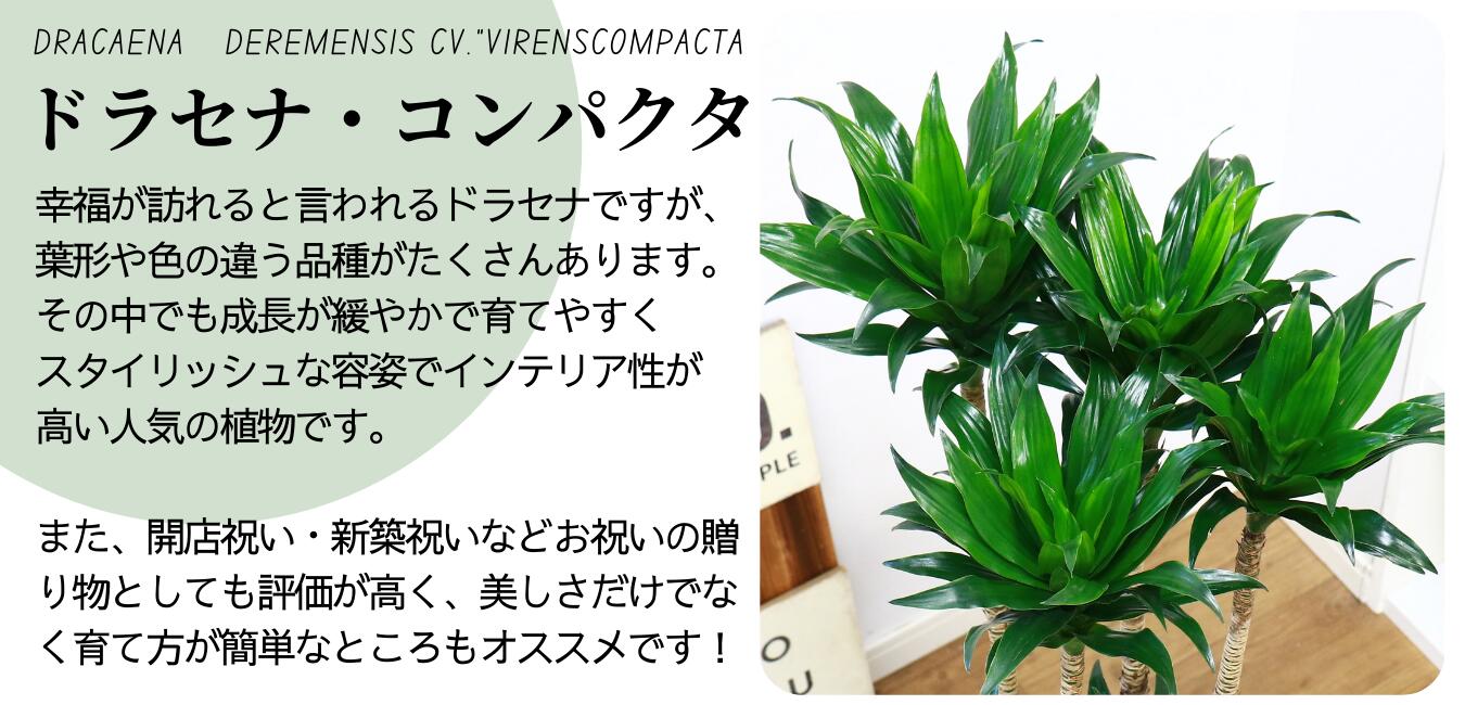 観葉植物 大型 ドラセナ コンパクタ H128cm 陶器鉢 白 育てやすい 管理 ...