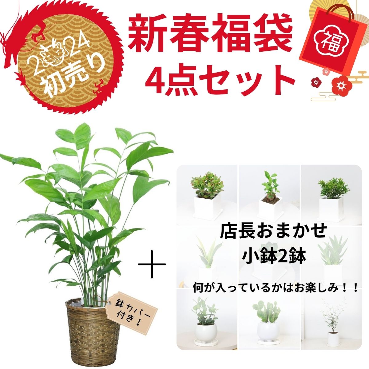 5号鉢も入ってこの価格！観葉植物観葉植物おまかせ5鉢セット！