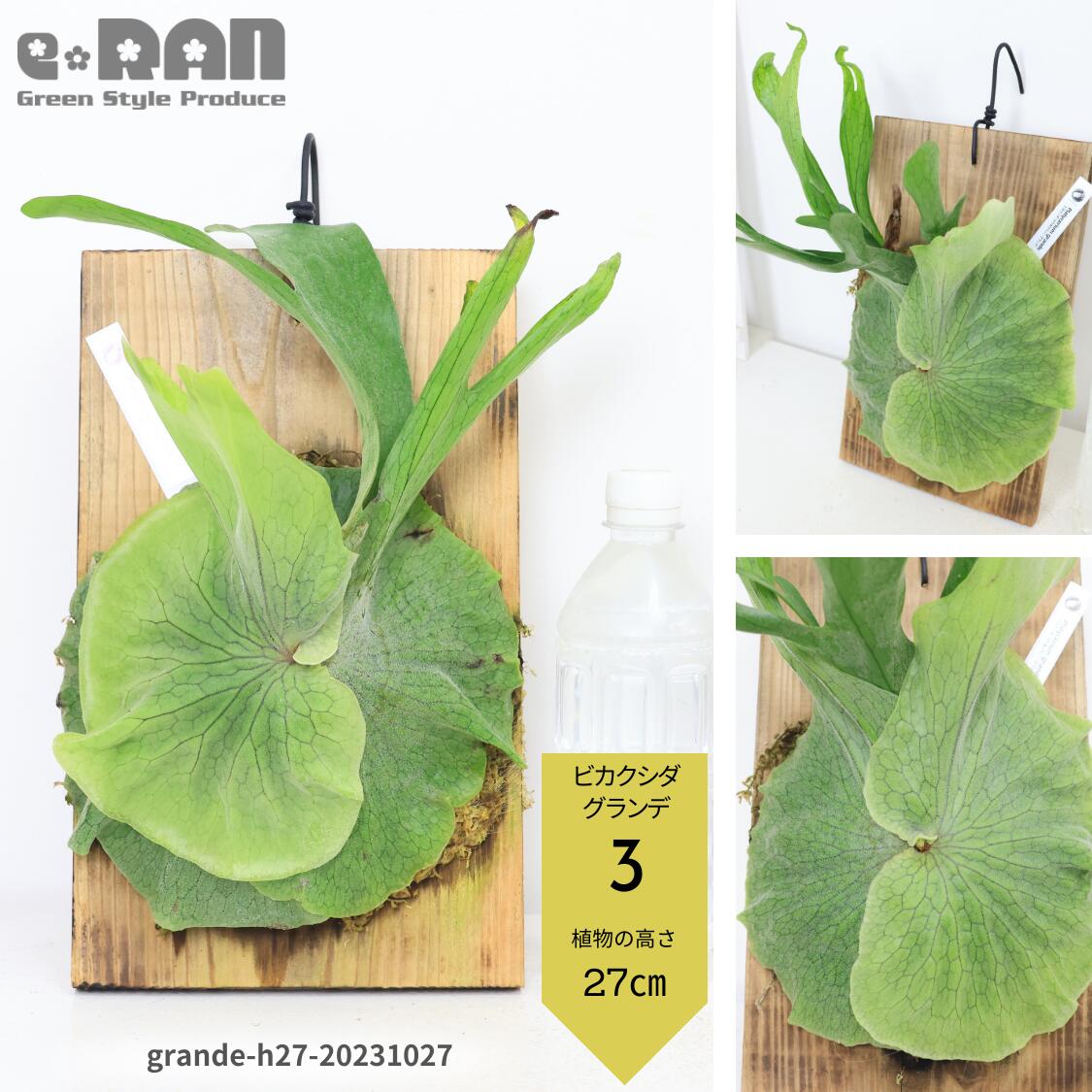 観葉植物 ビカクシダ グランデ（コウモリラン）板付ハンギング 学名 Platycerium grande 植物 プラティケリウム ビフルカツム  グリーン 吊り下げ 壁掛け 男前インテリア ビンテージ 鹿のツノ 麋角羊歯 貯水葉 耐寒性 耐陰性 選べる現品-Green Style Produce 