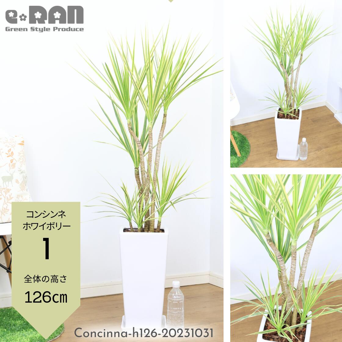 選べる観葉植物 コンシンネ ホワイボリー 角 丸 陶器鉢 白 スクエア 