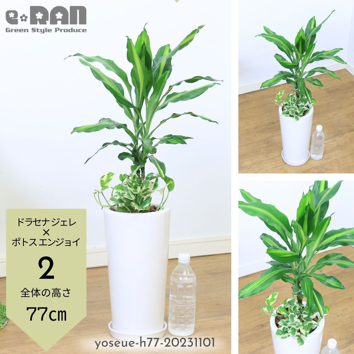 観葉植物 寄せ植えドラセナ ジェレ×ポトス エンジョイ 陶器鉢 白 2種類