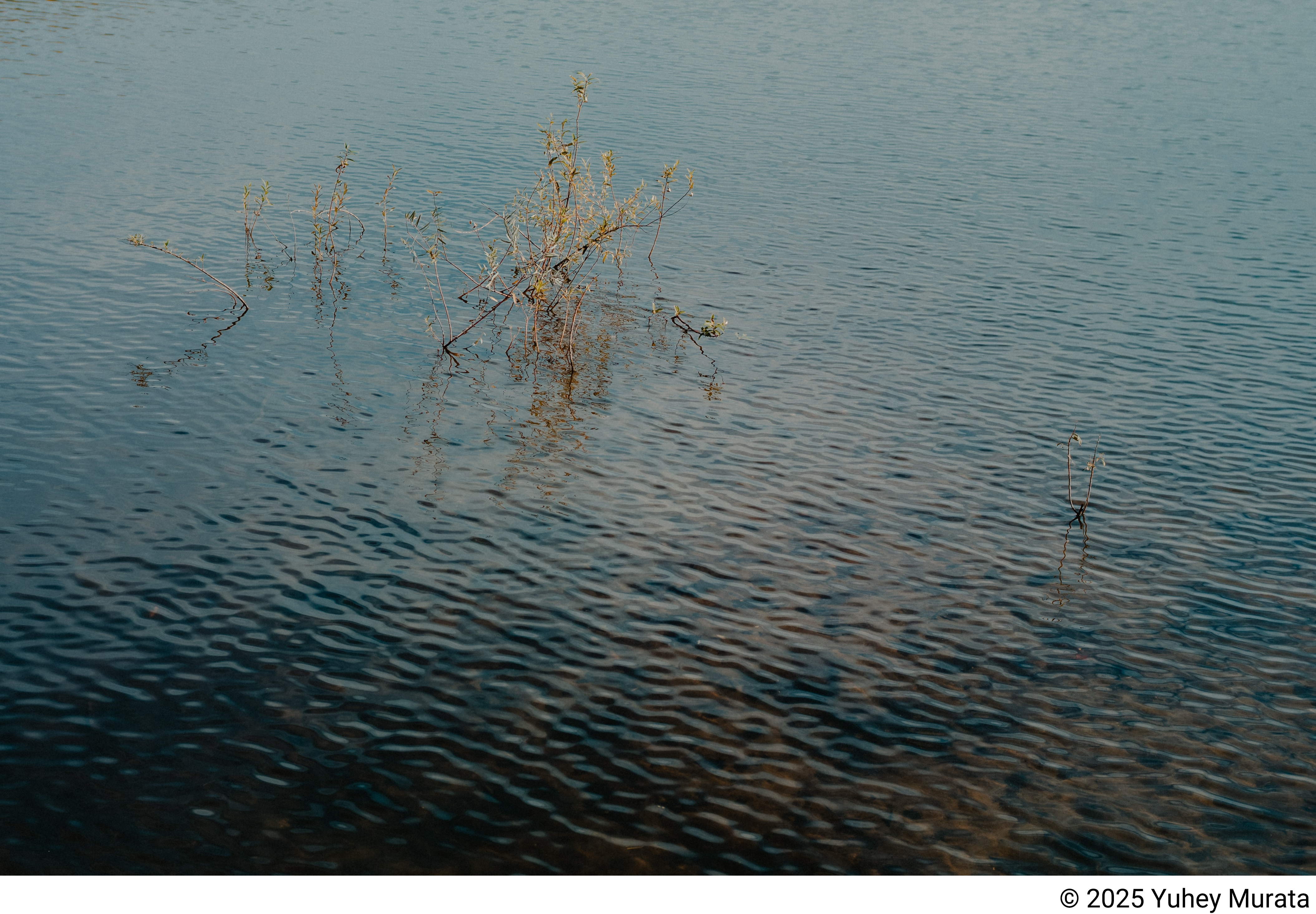 Schneider-Kreuznach XENON-EMERALD 50mm F2.2 