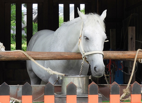 神社の神馬（しんめ）とは？