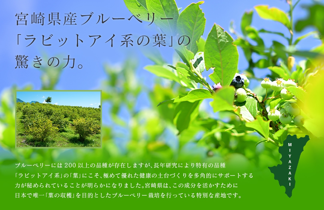�֥롼�٥꡼��������ʡ��ܺ긩����ӥåȥ����Ϥ��դ��ϤˤĤ��ơ����ܤ�ͣ����դμ��ϡ٤���Ū�Ȥ������̤ʺ��ݤ�ԤäƤ��뻺�ϤǤ��뤳�Ȥ���⡣