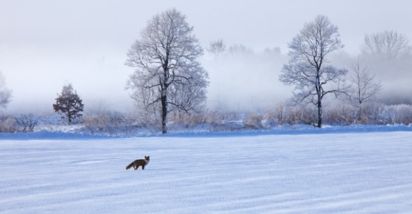 雪原に動物が佇んでいる風景