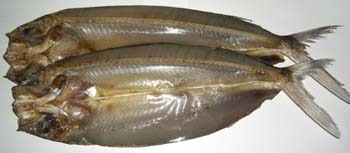 夏飛魚のくさや