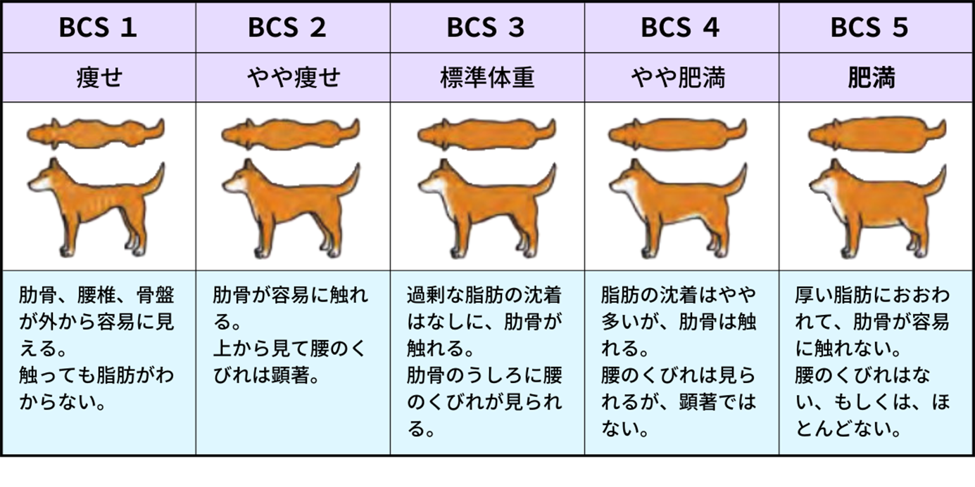 犬や猫のボディコンディションスコア（BCS)と体型  参考：環境省HP