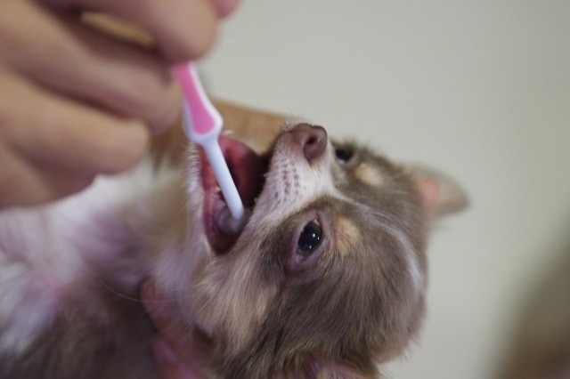 愛犬を歯磨きに慣れさせる方法
