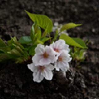 ���ᥤ�襷���ե�����