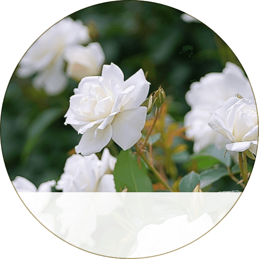 ̳ƻΡ (в֥) (ȩʬ)