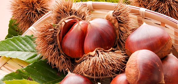 和菓子職人から愛される「栗」