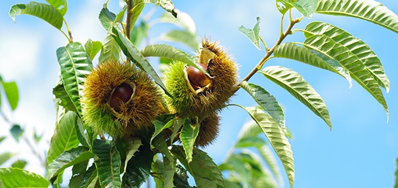 栗は自然が生み出した秋の恵み