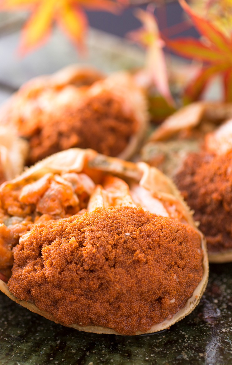 コーミング サンゴ 剥製 大 700g コーミング サンゴ 剥製 大 700g