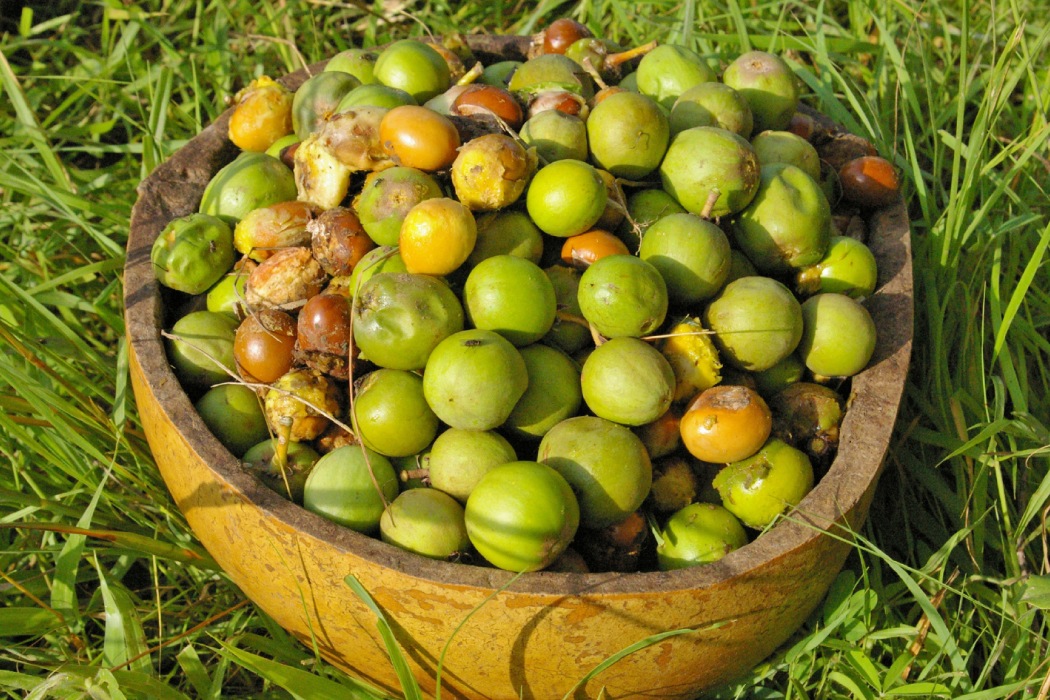 未精製シアバターを使用した天然保湿クリーム