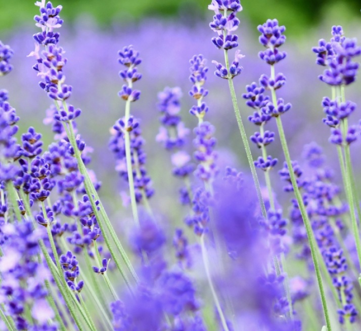 シアバター　ラベンダー