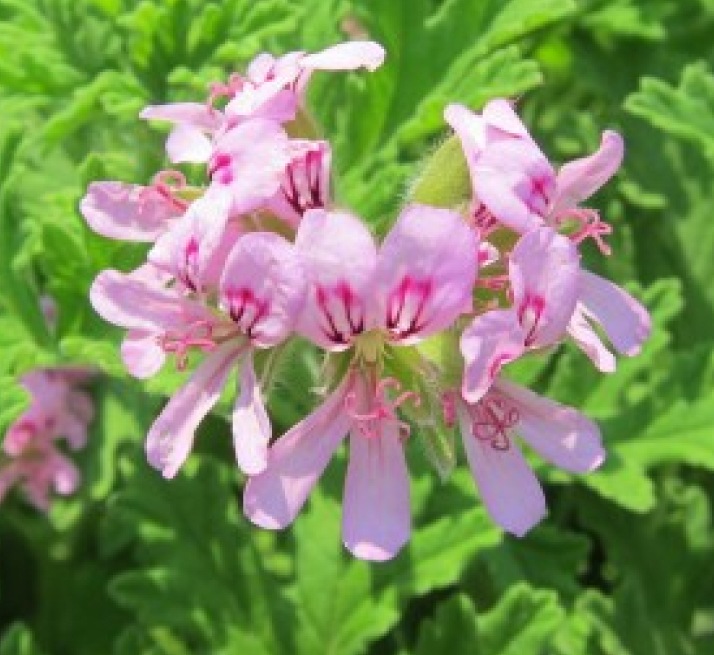 シアバター　ゼラニウム