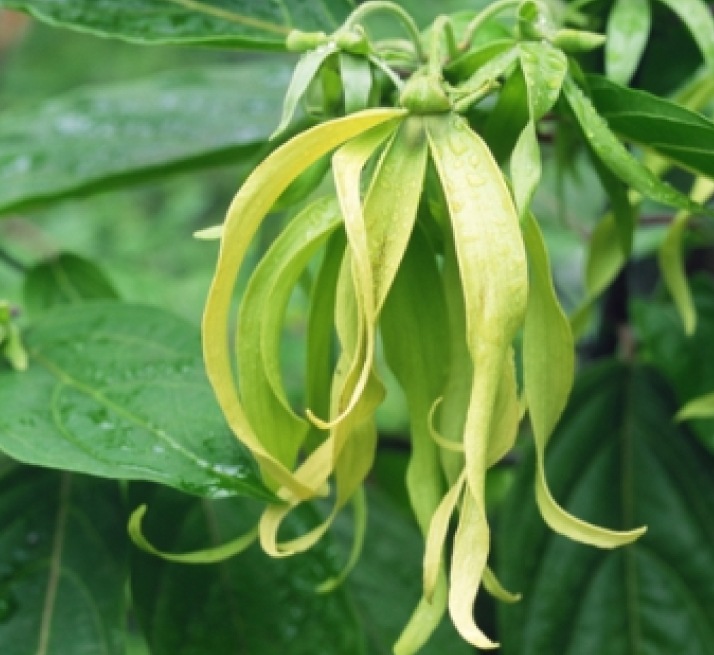 シアバター　イランイラン