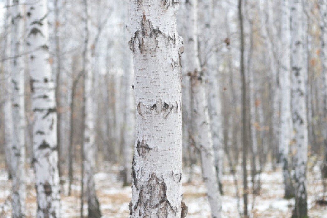 自然の白樺樹液を使った化粧水