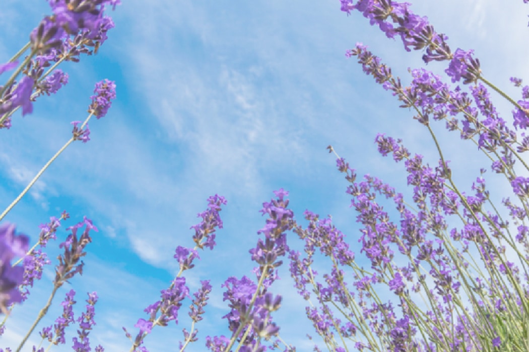 低温減圧蒸留法のイメージ