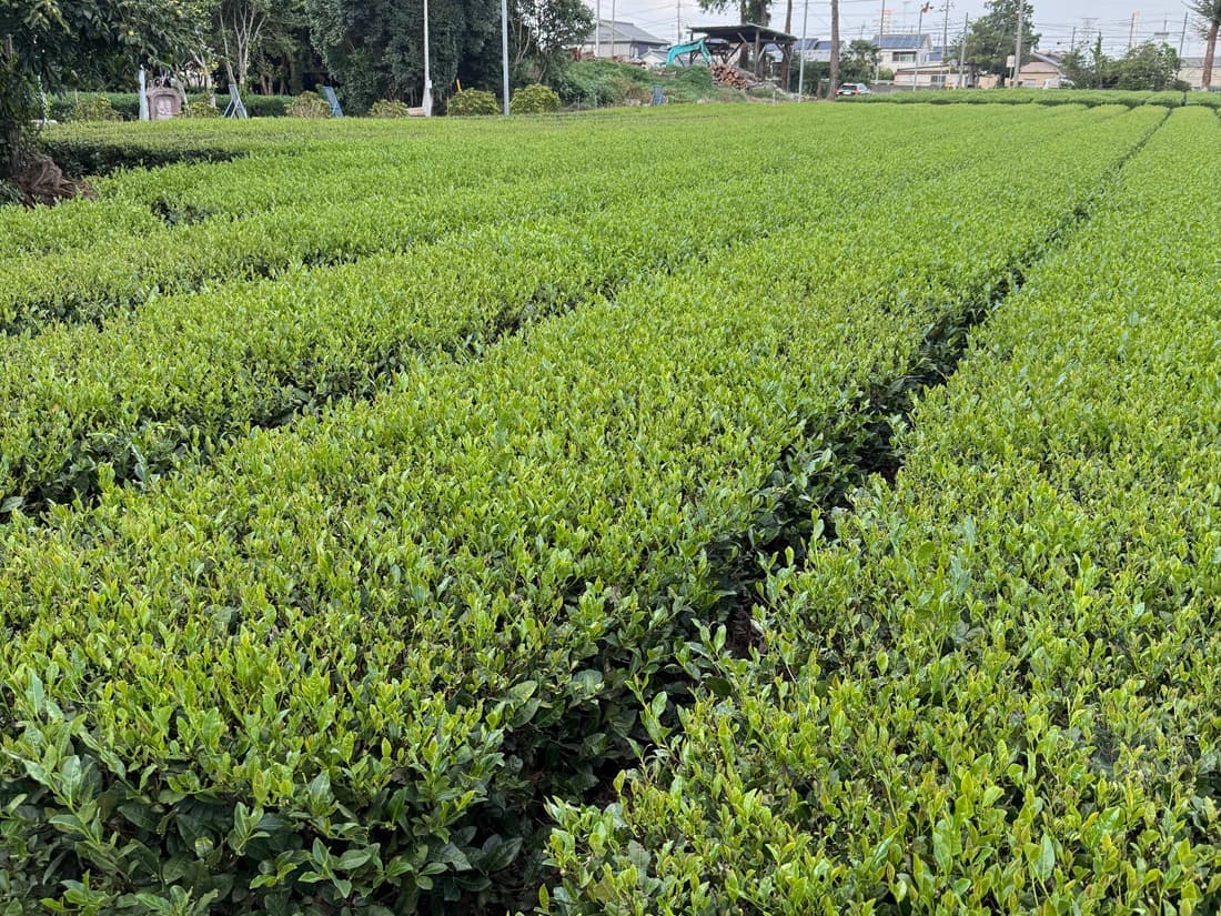 吉田茶園