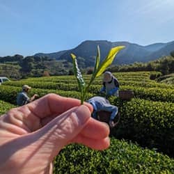 陽にかざした茶葉