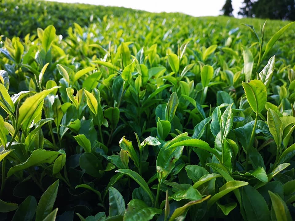 茶畑アップ