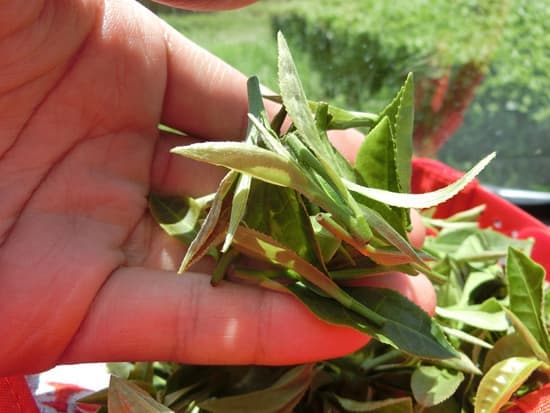 加工前茶葉