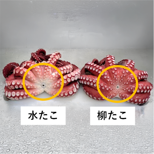 たこのボイル後の比較