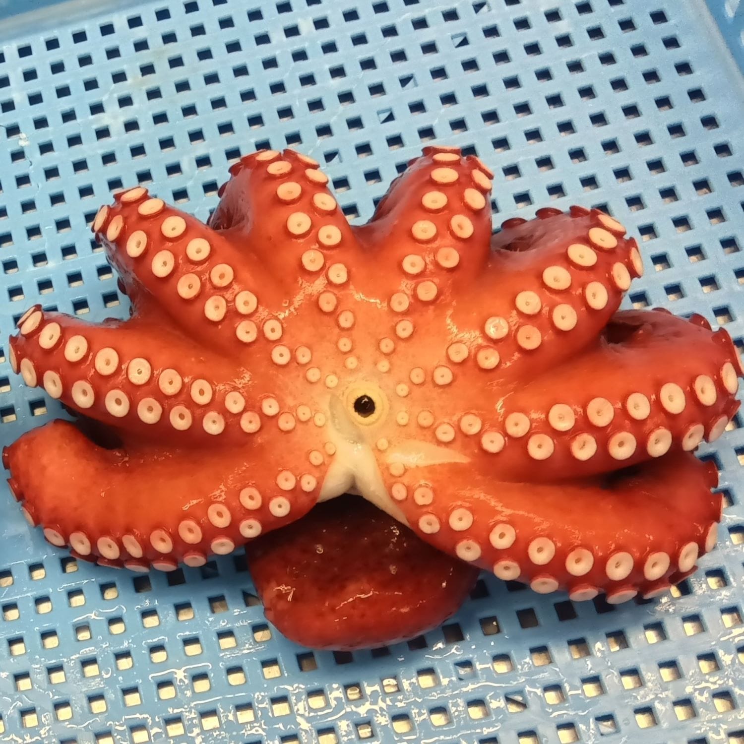 たこのメス