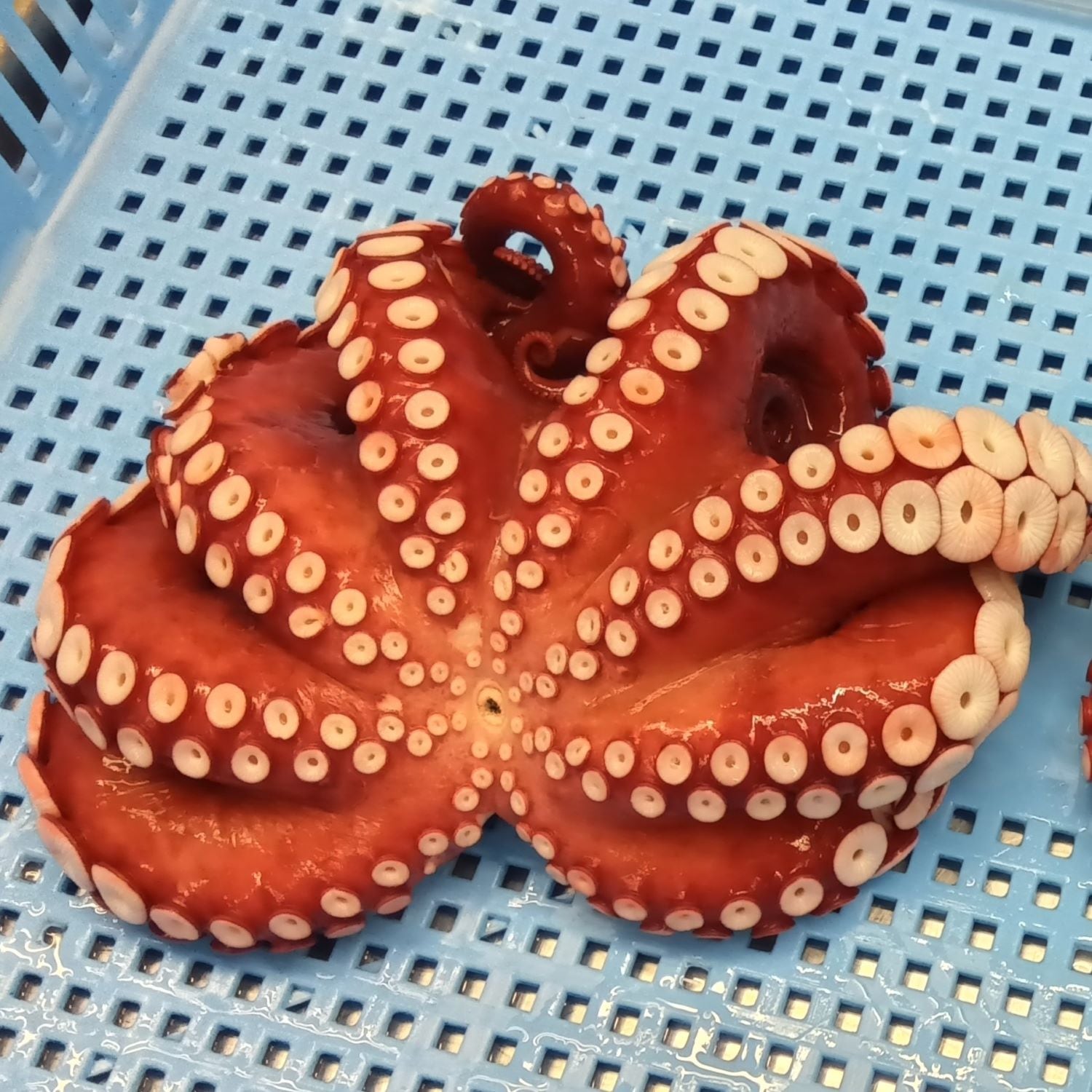 たこのオス