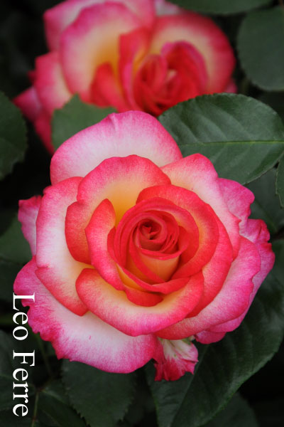 ブランドで選ぶバラ ニルプのバラ苗通販 バラの家 公式本店 ロサオリエンティス