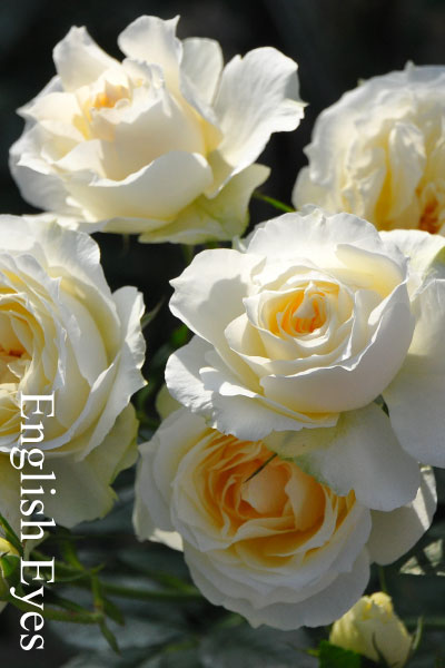 ブランドで選ぶバラ ヤンスペックのバラ苗通販 バラの家 公式本店 ロサオリエンティス