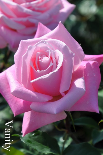 系統で選ぶバラ ハイブリッドティーのバラ苗通販 バラの家 公式本店 ロサオリエンティス