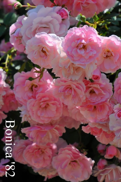 系統で選ぶバラ シュラブのバラ苗通販 バラの家 公式本店 ロサオリエンティス