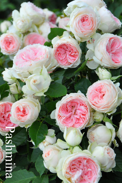 ブランドで選ぶバラのバラ苗通販 | バラの家 公式本店 ロサオリエン 