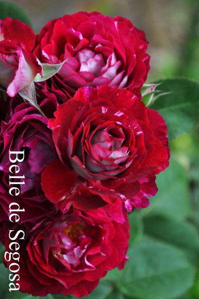 ブランドで選ぶバラ ドミニクマサドのバラ苗通販 バラの家 公式本店 ロサオリエンティス