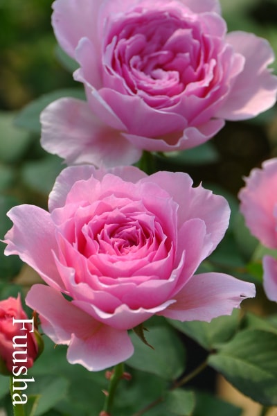 ブランドで選ぶバラ,京阪園芸のバラ苗通販 | バラの家 公式本店 ロサ 