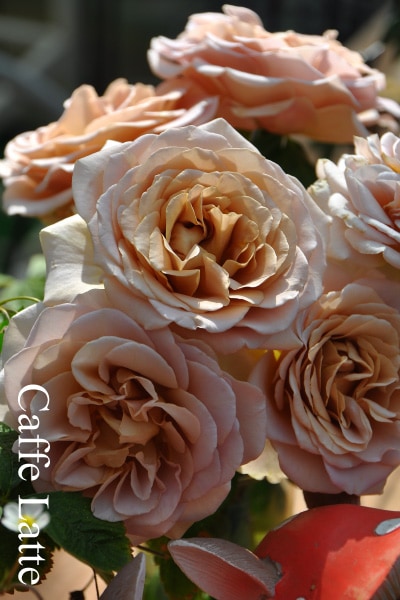 ブランドで選ぶバラ デルイターのバラ苗通販 バラの家 公式本店 ロサオリエンティス