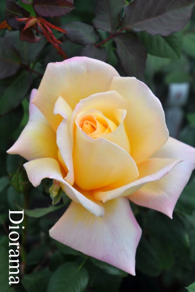 ブランドで選ぶバラ デルイターのバラ苗通販 バラの家 公式本店 ロサオリエンティス