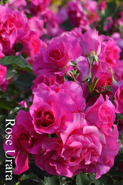 ブランドで選ぶバラ 京成バラ園芸のバラ苗通販 バラの家 公式本店 ロサオリエンティス